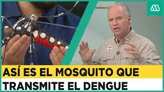 Alerta en Chile por Dengue: Así es el mosquito que lo transmite