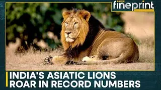 Gir's Glory: Gujarat Home To 891 Asiatic Lions | WION Fineprint