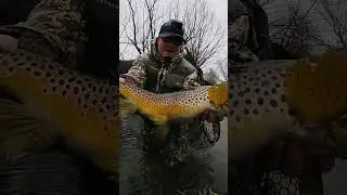 Дикая форель моей жизни #pb #fishing #trout