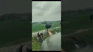 Catching fish after rain 🌧️ #catchingfish #raining #fishing