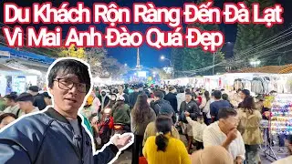 Đà Lạt Đêm Lạnh 11°C Du Khách Đông Vui Vì Mai Anh Đào Đẹp