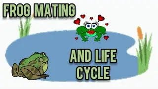 How Frogs Mate and the Frog Life Cycle - Ann's Tiny Life and Homestead