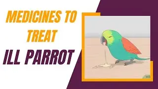 How to treat ill parrot ||Medicines to cure bird || Cure  all disease of birds #sickparrot