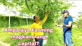 magkano ang capital sa ampalaya farming by farmer hero jopel #ampalaya #bittergourd #shorts #short