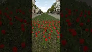 230424 Тюльпаны Ленинской клумба цветник Оффенбахский двор улица Ленина аптека брусчатка город Орел