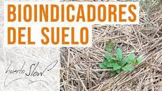 Bioindicadores del suelo