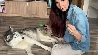 Уход за хаски и линька: секреты двойной шерсти и советы по линьке