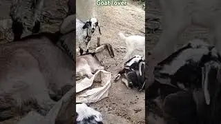 #bhojpuri #song #dance #music #dj #goat #rhymes #musicgenre #funny #nurseryhyme
