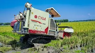 GAM Harvester Machine Boro Paddy Cutting In Deep Mud | Dhan kata gadi | Gam dhan kata
