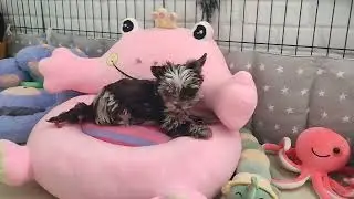 Доброе утро из Царства хвостиков 🥰 СКИДКИ, 🔥 ШИКАРНЫЕ детки🥰доставка по миру+79788972514