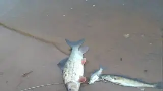 Wisconsin River at Wisconsin Dells Dam Walleye Fishing