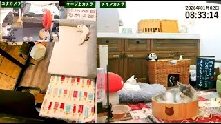 2026/01/02 金【LIVE】猫のニコリロライブ配信