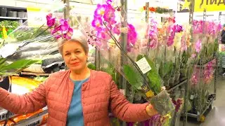 Новые орхидеи в Зимней сказке. Обзор орхидей в Леруа... и препараты для борьбы с насекомыми.