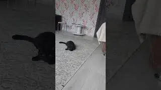 #happy #cat #pets #catlover #щенок #pets #funny #animals #животные #kitten #кот