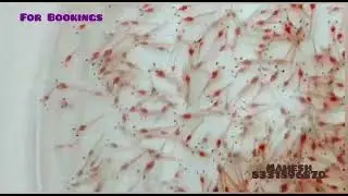 vannamei seed   SYAQUA And SIS HARD LINE Seeds are available