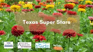 TX Super Stars with Craig Holland