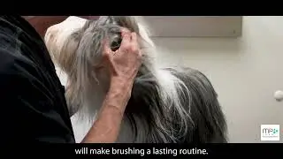 Looking after your Dogs teeth - mini tutorial