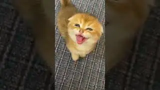 Как тигр делает? 😼 Мини-котёнок рычит, как лев! 🐯 #shortsvideo