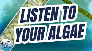 Your Algae Isn't Bad Luck - It's Useful Feedback