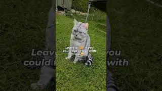 I could and I have😍🥹 #shorts #catshorts #cat #catinfluencer #catmom #catmomlife #graycat