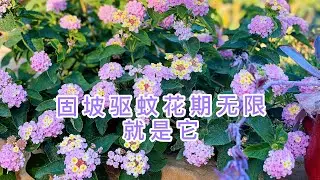 (园艺篇137）固坡驱蚊又美丽花期无限的五色梅Lantana camara！品种介绍！别名：马缨丹、七色梅、五龙兰、如意草、五彩花、五雷丹、五色绣球！