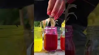 Эксперимент с краской для приманки пошел не так&hellip; или, наоборот, удачно? 😅