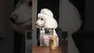 DOG SMASH OR PASS