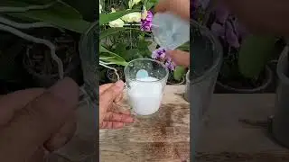 Wipe the orchid leaves with milk #shorts