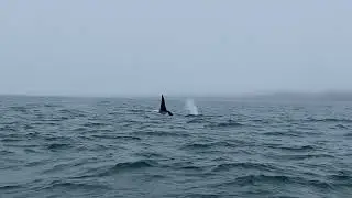 Amazing Orca Encounter in the Shantar Islands | Wild Russia Adventure