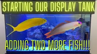 Adding A Couple More Fish! | Starting Our Saltwater Tank | Salty Underground