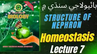 Inter Biology in Sindhi||structure of nephron||blood supply to nephron|homeostasis|#biologyinsindhi