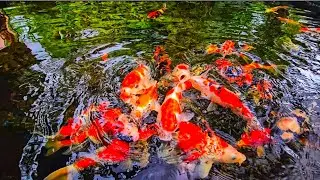Ultimate Koi Fish Feeding Guide: Top Foods for Faster Growth