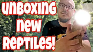 REPTILE EXPO Vlog + UNBOXING Two NEW Reptiles😃 | WESTBAY REPTILES