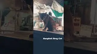 【猫🐱ショート動画】26Apr2024 #shorts #streycat #bangkok #thailand
