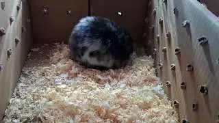 My hamster being in A box [part 2](mini his life in box)