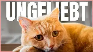 Macht deine Katze DAS, fühlt sie sich UNGELIEBT! 💔