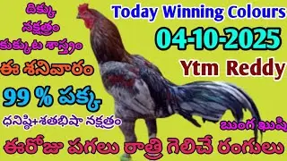 04 October 2025 Today Winning Colours//Today Colours Update//Kukkuta Sastram in Telugu