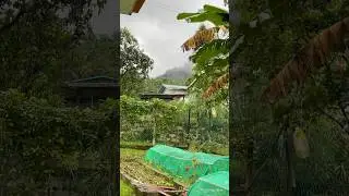 Missing home green nature #missinghome #natureathome #peacefulmoments