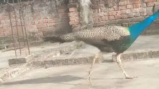 Peacock 🦚 eating bajra rice #parrot #kabutar  #viral  #video 