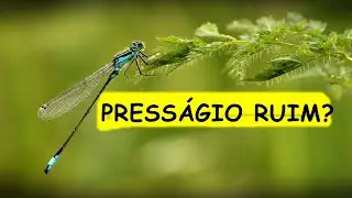 PRESSAGIO DA LIB&Eacute;LULA A VISTA DE UMA LIBELULA EM SUA CASA SIGNIFICA E SIMBOLISMO