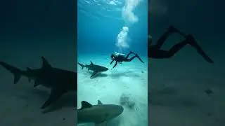 Great White Shark Rescue: Scientists Save Entangled Marine Giant | Ocean Conservation [VEO3]
