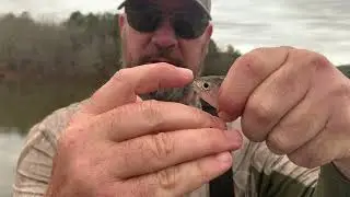 How to tell the difference between threadfin & gizzard shad.