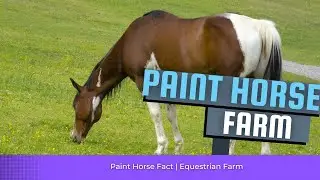 Paint Horse Equestrian Farm Breeding American Paint Horse #horse #painthorse #secretanimals