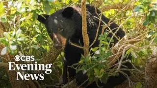 Florida's approval of first bear hunt in a decade sparks opposition