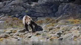 Frank (a local brown bear) eating mussels