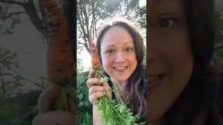 🥕What Is Pulling Up My Carrots?! 🥕 Carrot Thief! 🥕 #garden #mystery #gardenpests