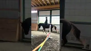 2025 Liver Chestnut Mare