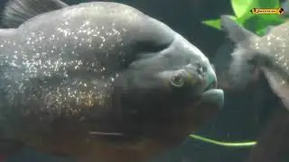 Piranha Piranha rosso, Serrasalmidae, red piranha, S&auml;gesalmler