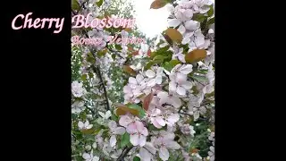 Cherry Blossom Bonus Version - Rachel Enns (original piano music)