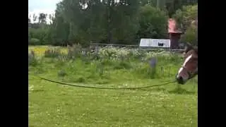 Welma longerad